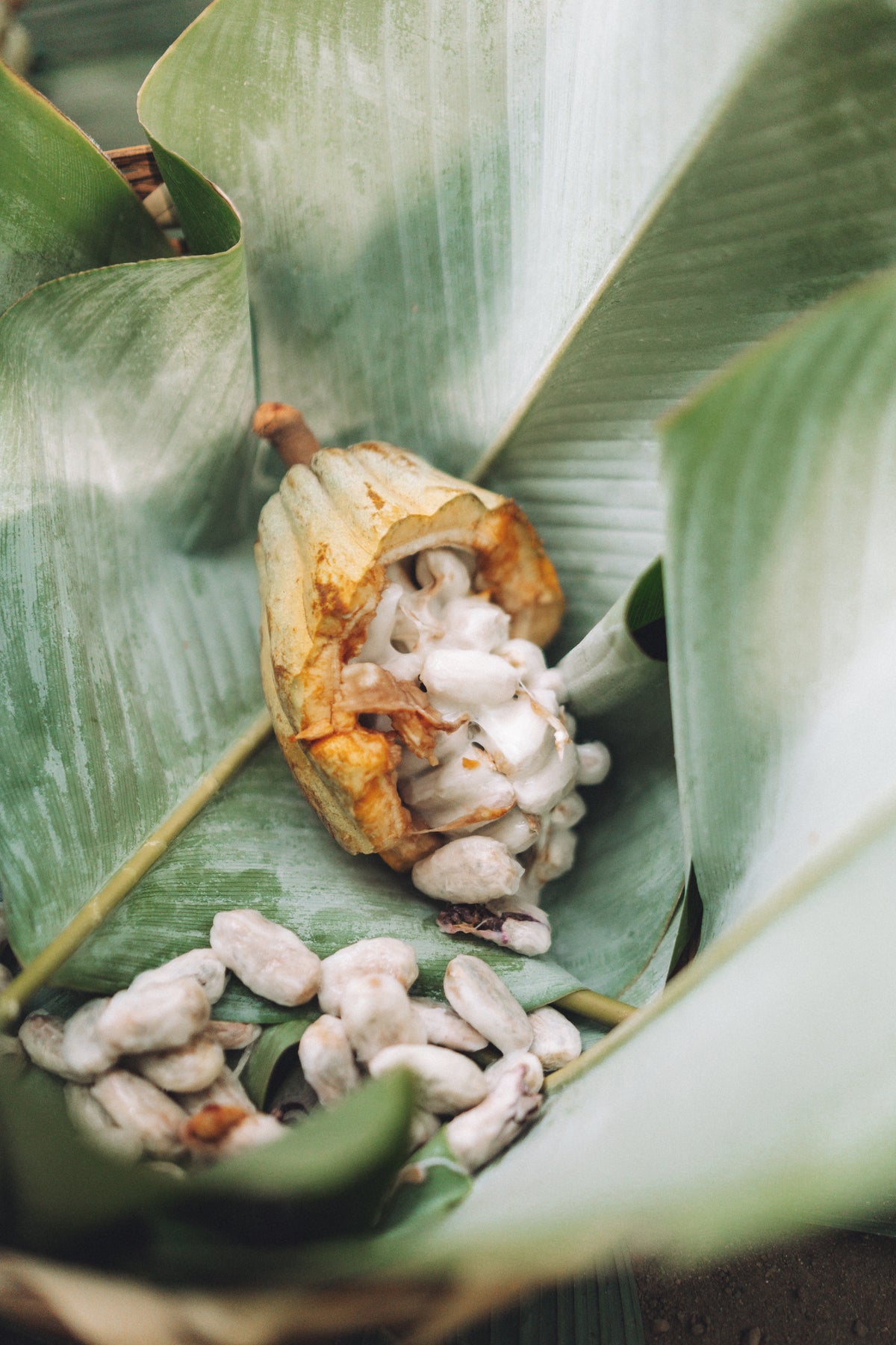 Río Dulce - Holy Wow Cacao