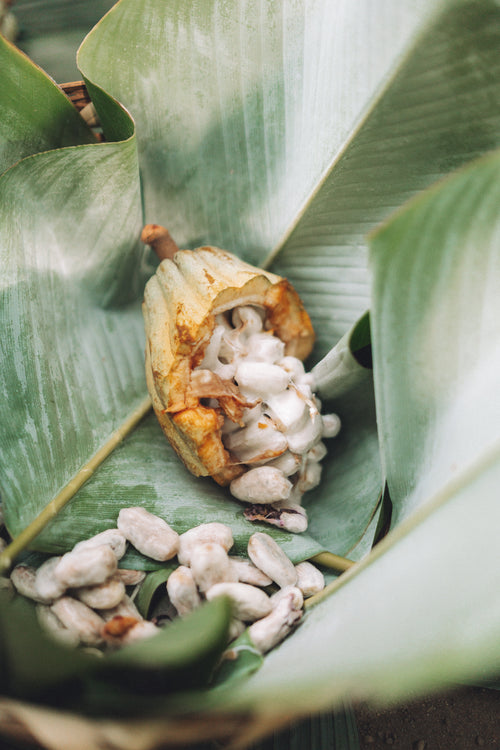 Río Dulce - Holy Wow Cacao
